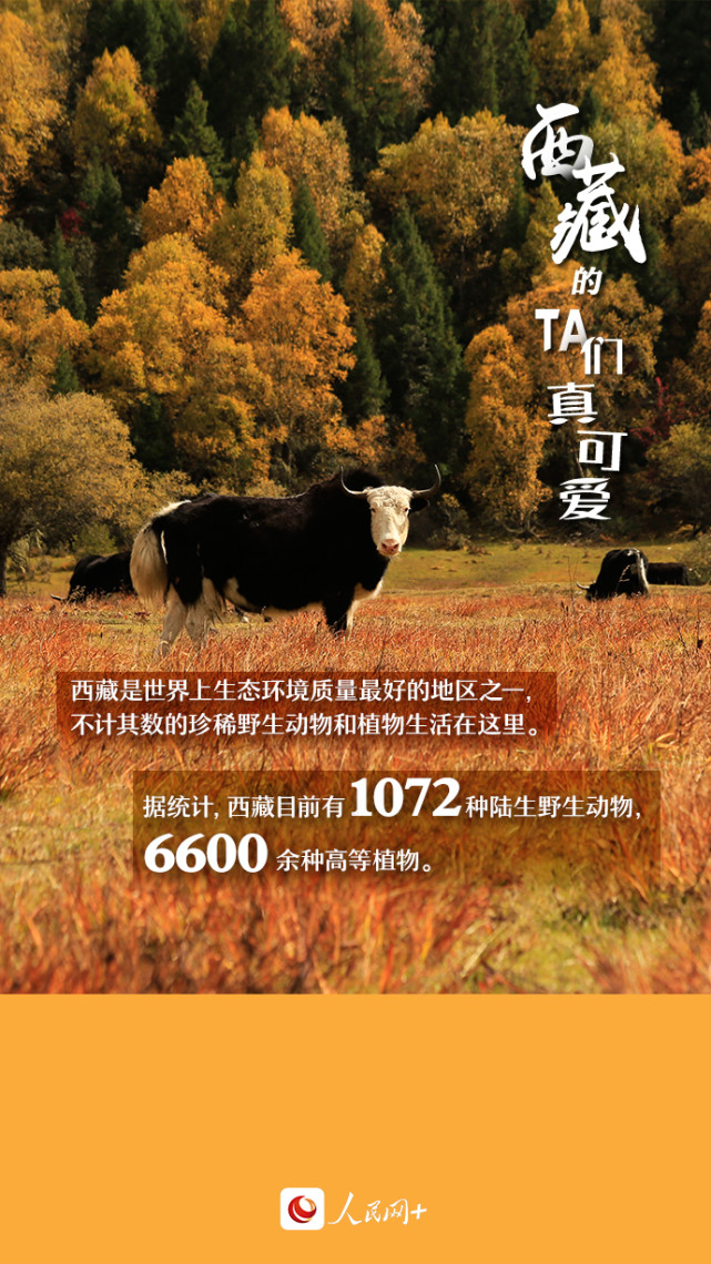 近距離觀察西藏“萌物”，走起！
