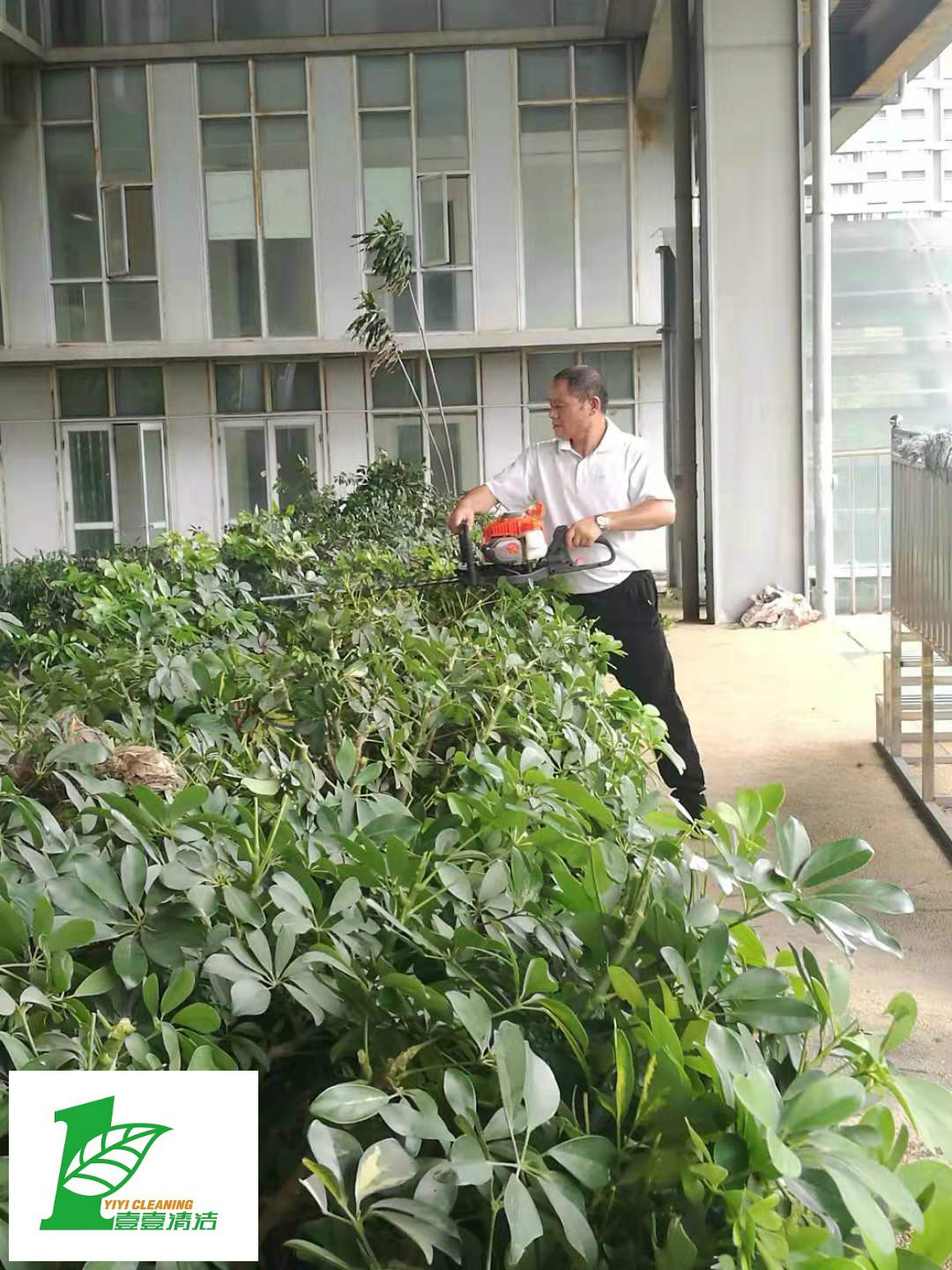 壹壹公司告訴您綠化養(yǎng)護(hù)必備修剪技巧？